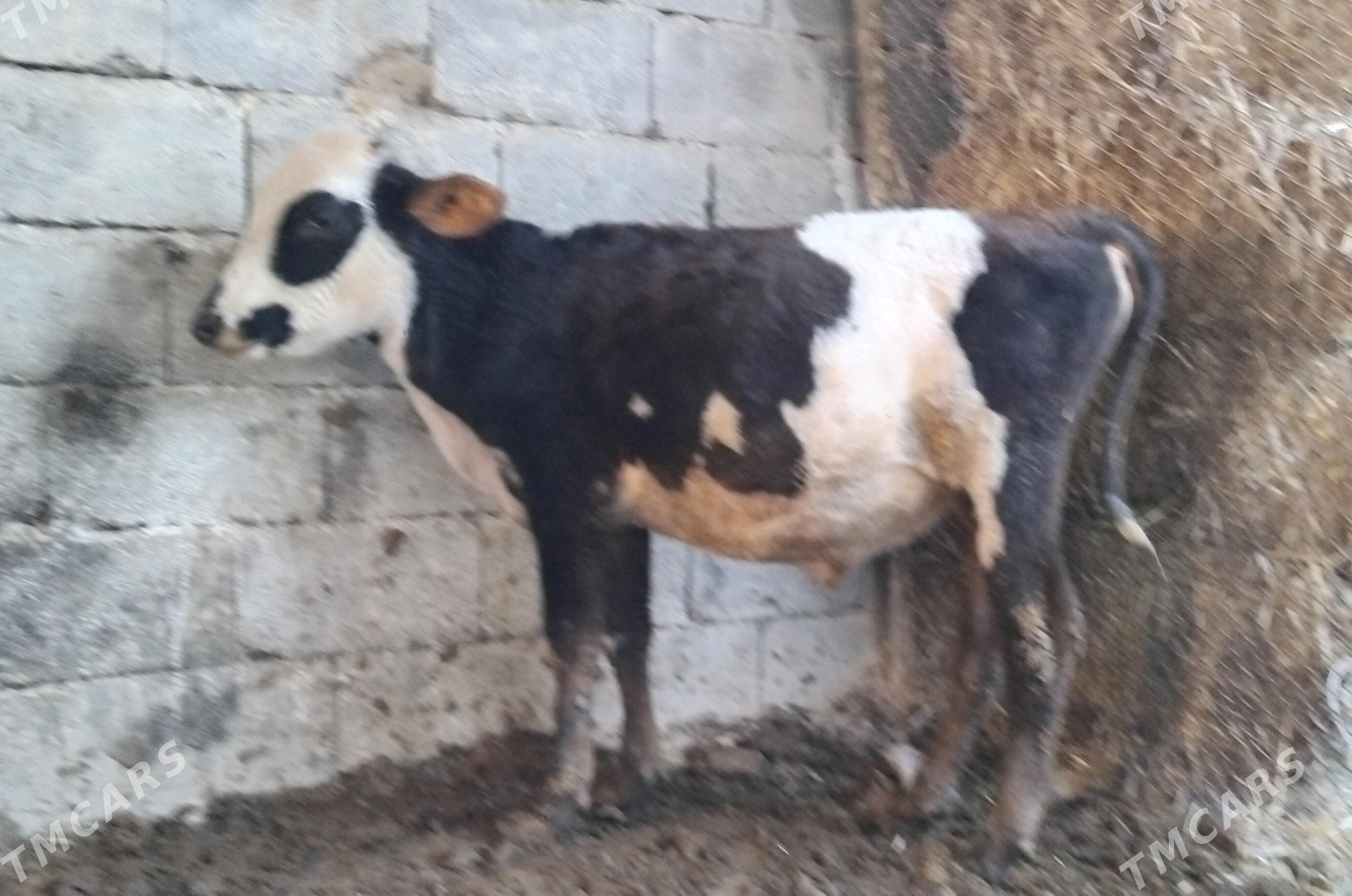 Gole okuz - Гуртли - img 2