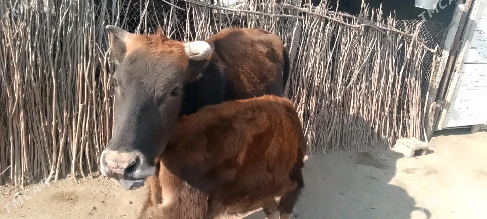 satlyk tanaly sygyr - Этрек - img 4