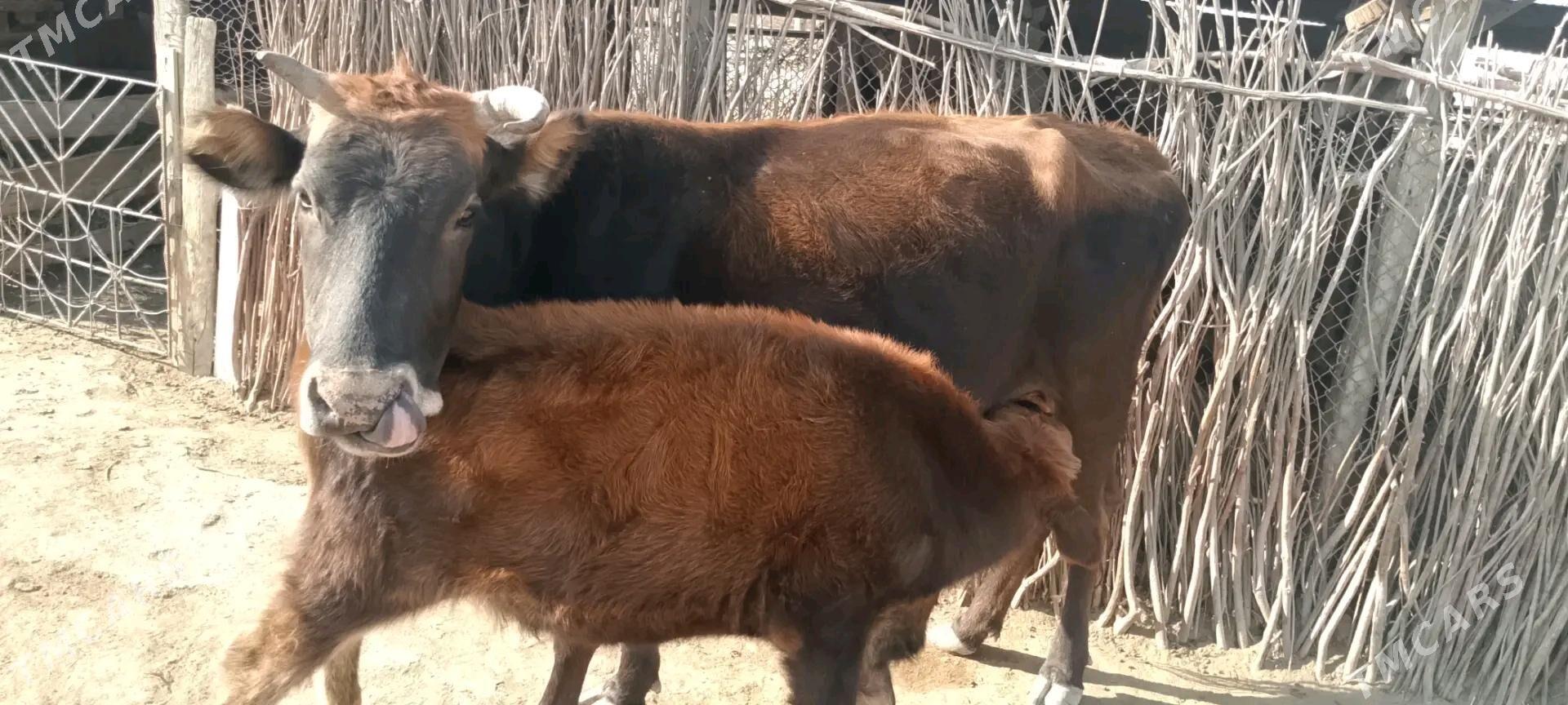 satlyk tanaly sygyr - Этрек - img 3