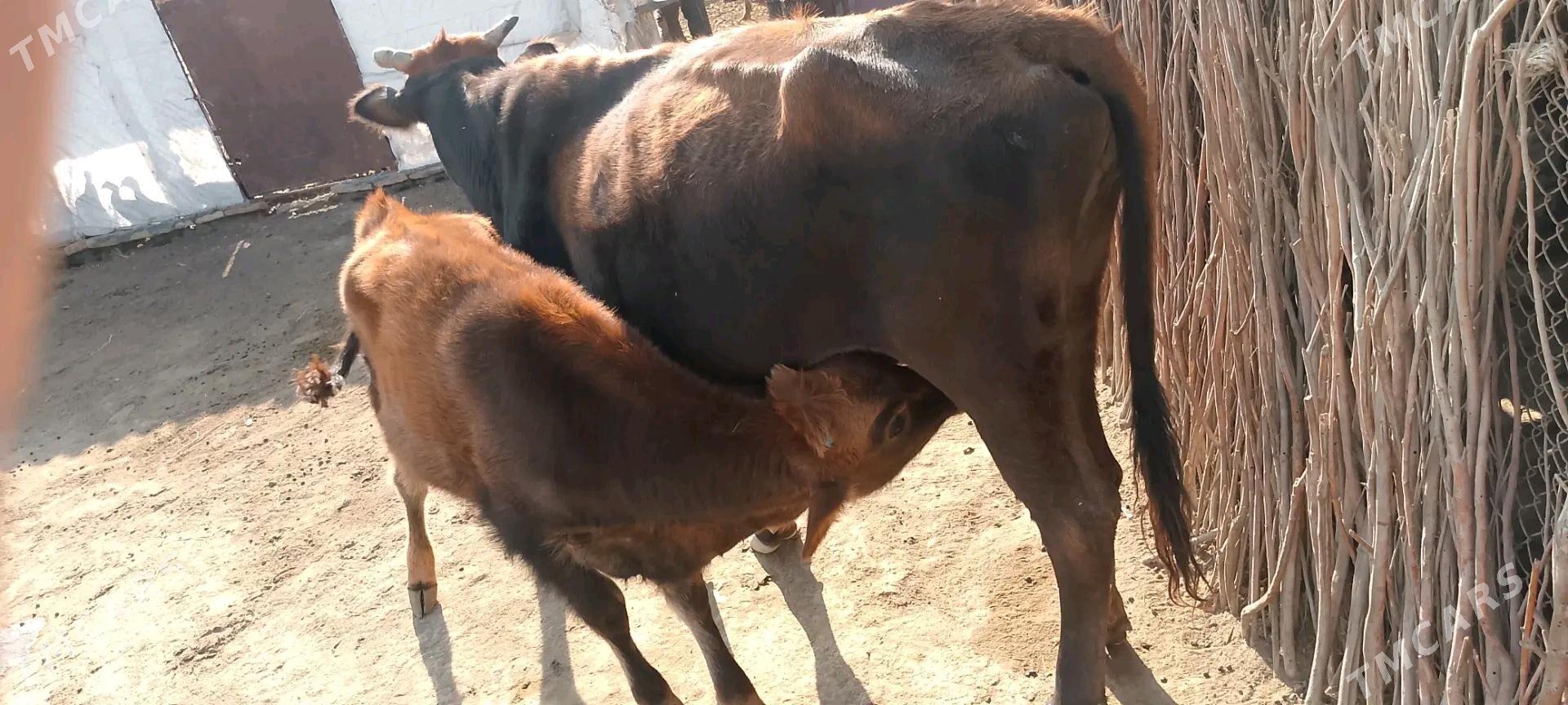 satlyk tanaly sygyr - Этрек - img 2