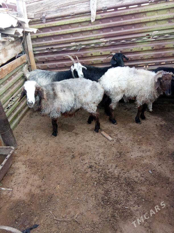 Goýun - Balkanabat - img 3