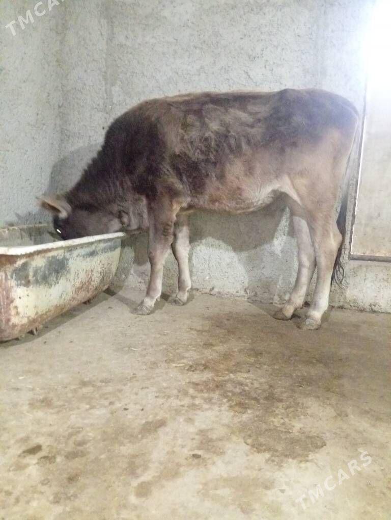 tuwe - Gyzylarbat - img 2