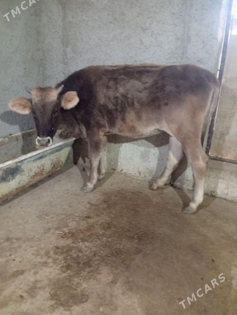 tuwe - Gyzylarbat - img 4