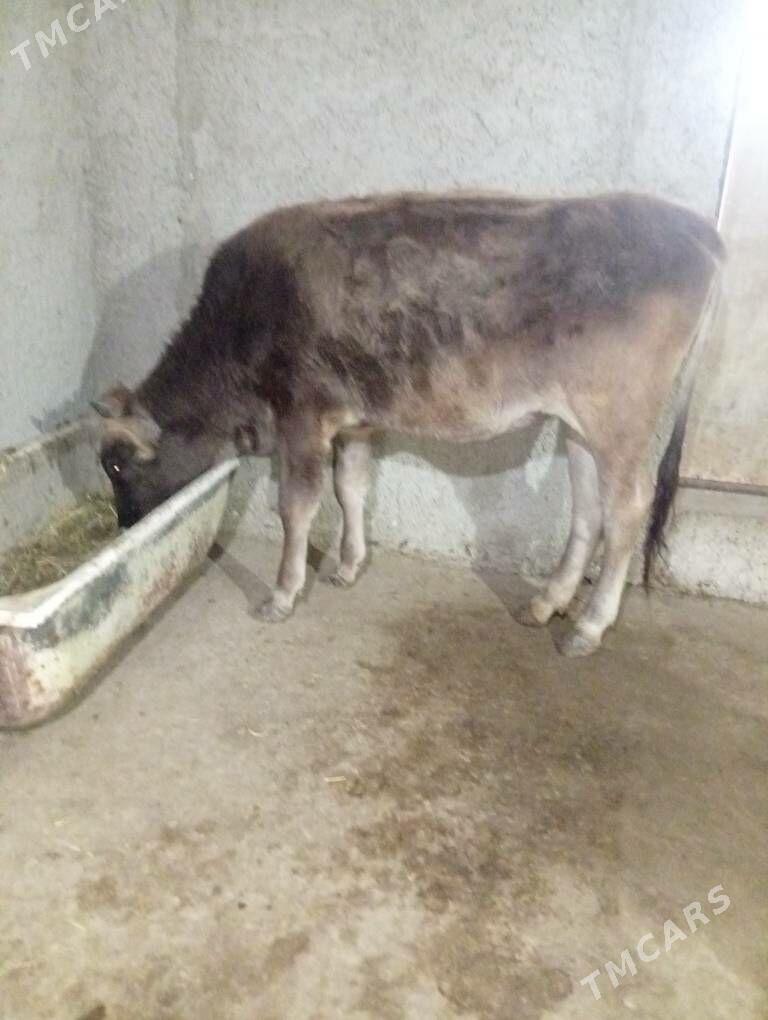 tuwe - Gyzylarbat - img 3