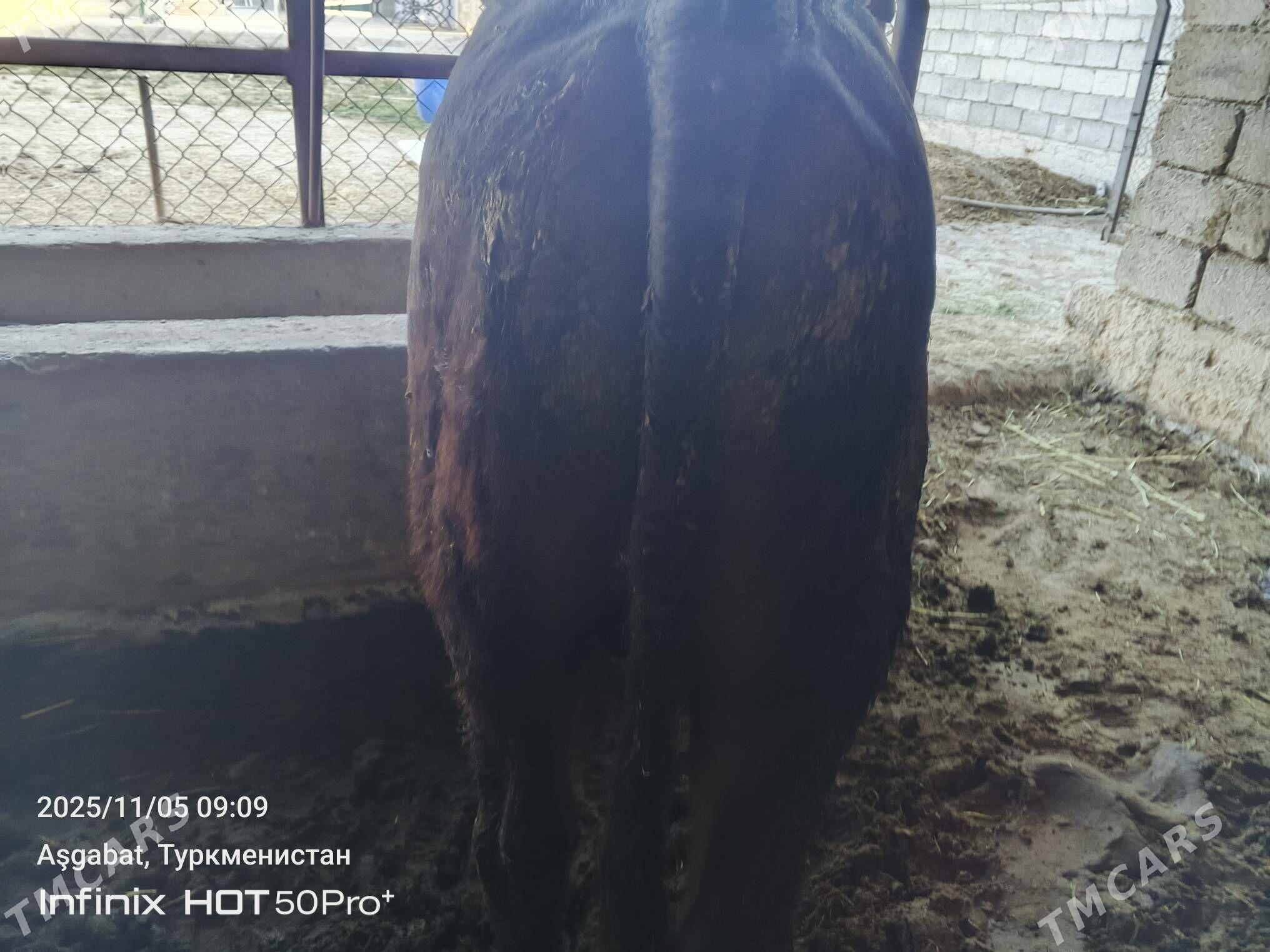 bakylan okuz - Gökdepe - img 2