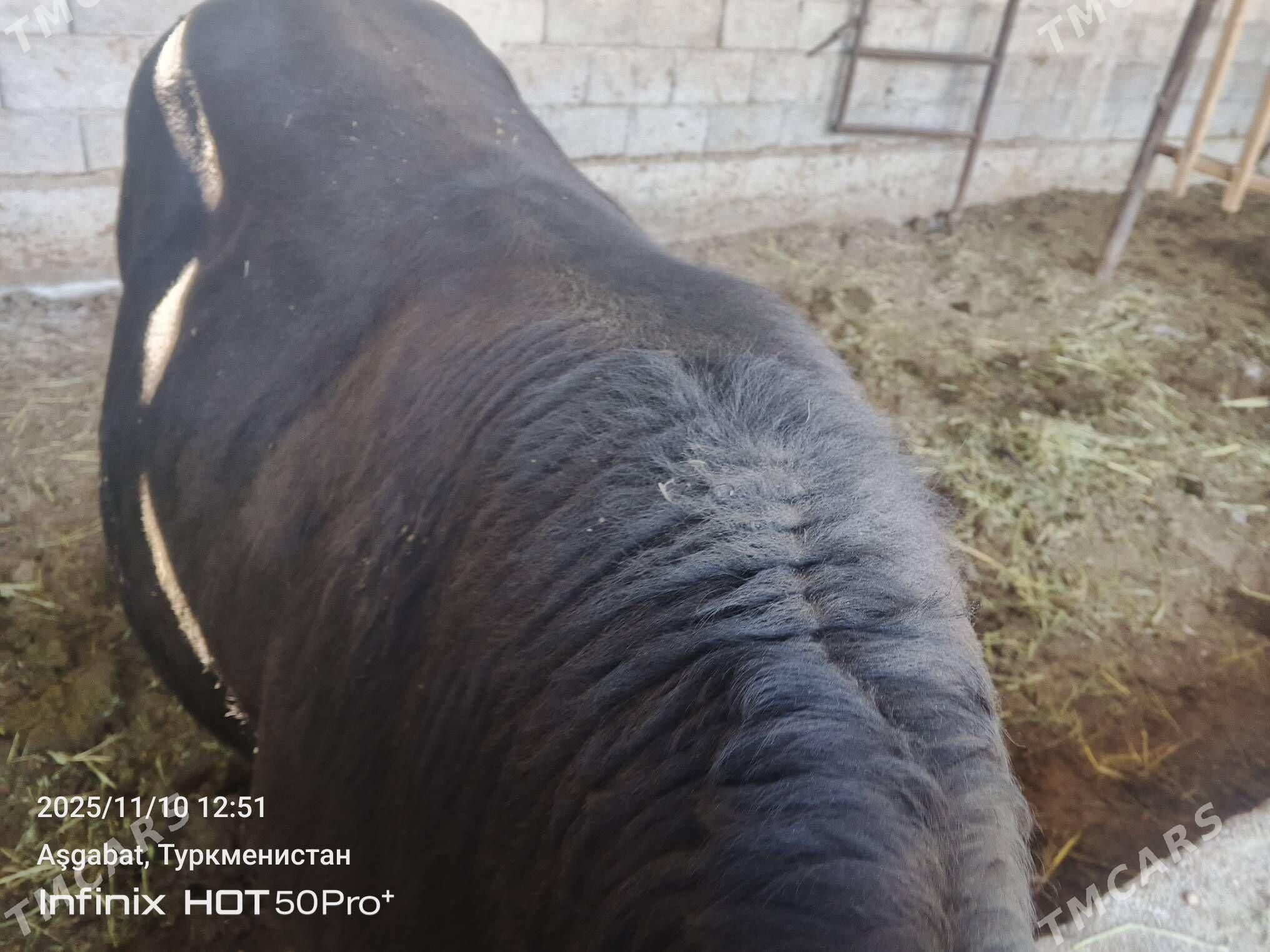 bakylan okuz - Gökdepe - img 3