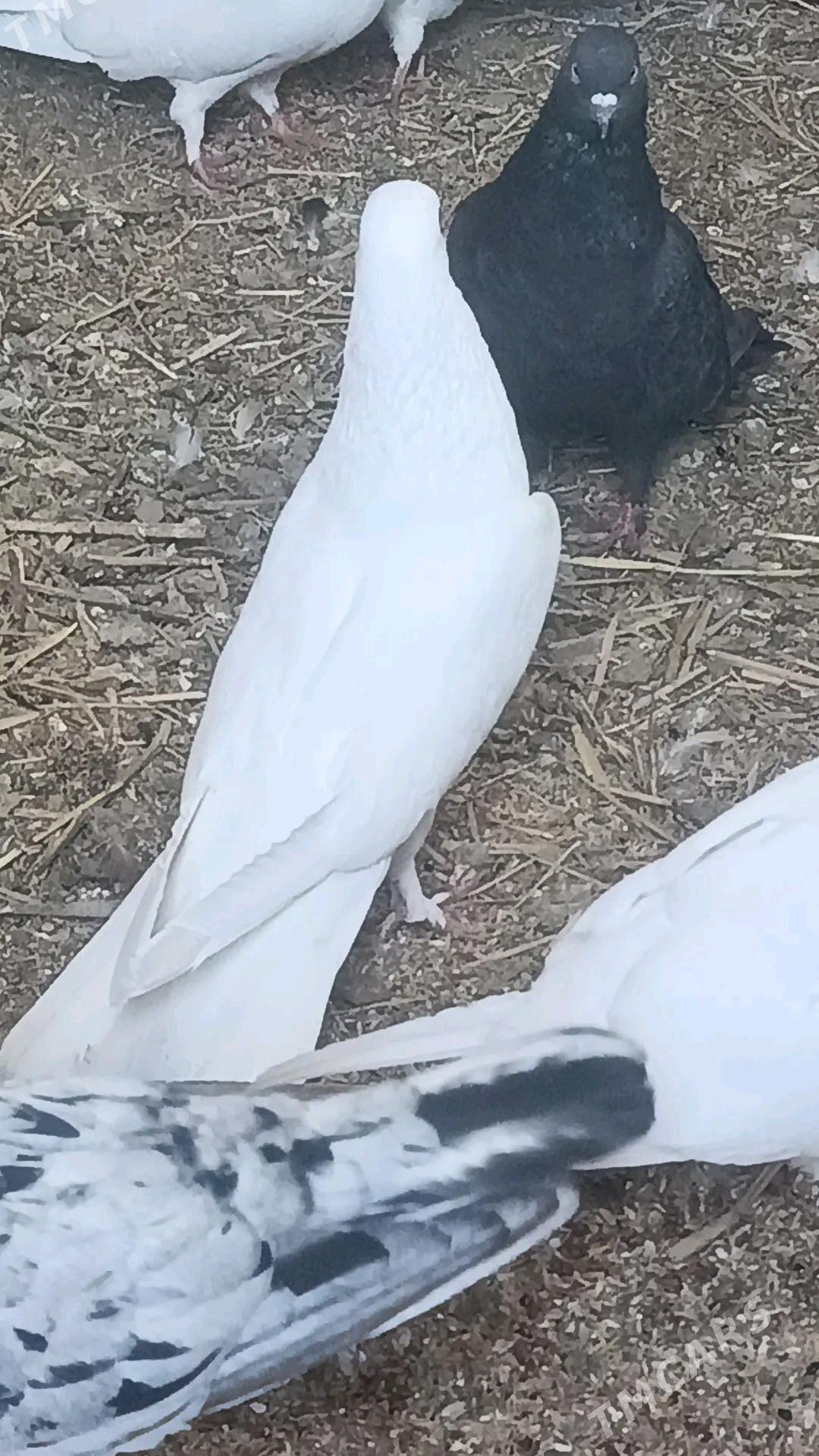 kepderi - Туркменабат - img 2