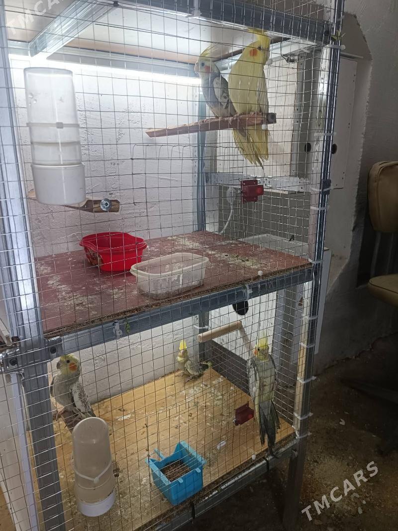 Попугай Karelly - Aşgabat - img 2