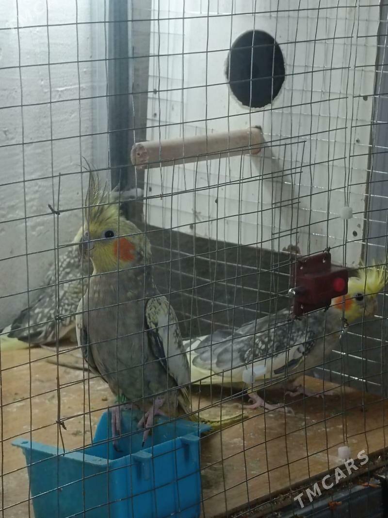 Попугай Karelly - Aşgabat - img 7