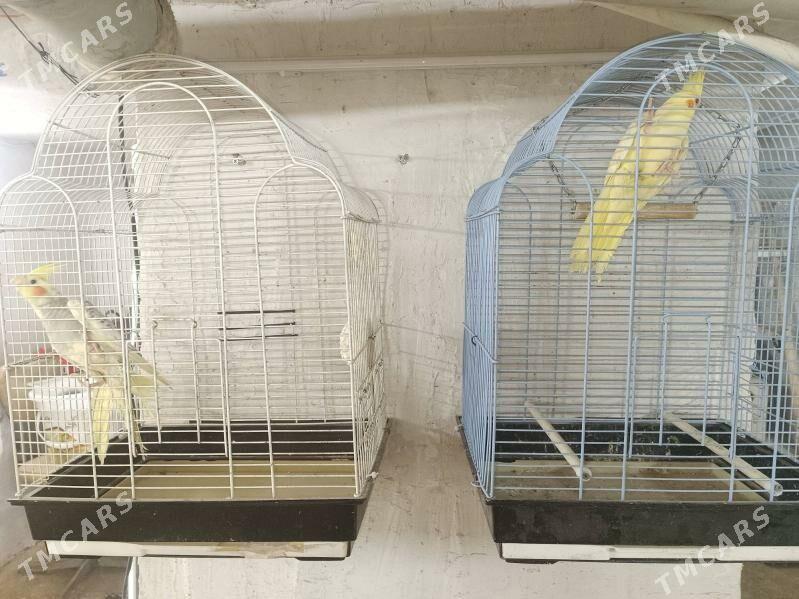 Попугай Karelly - Aşgabat - img 3