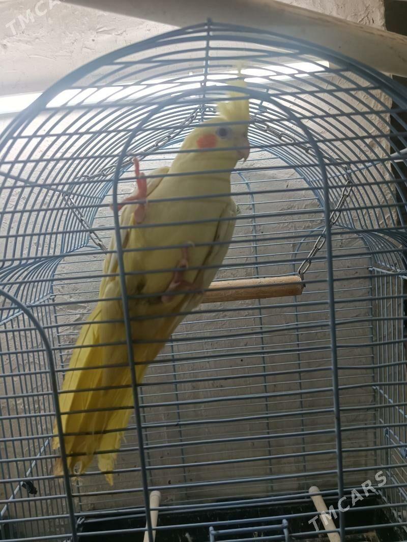 Попугай Karelly - Aşgabat - img 4