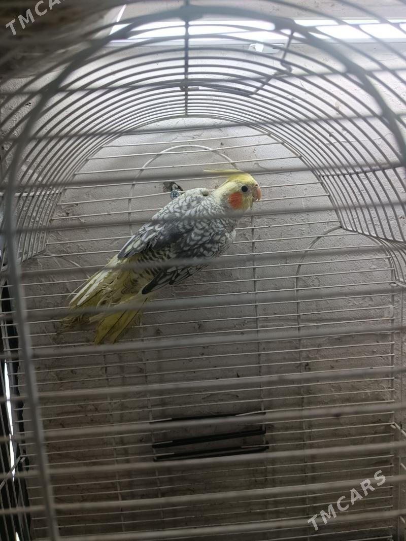 Попугай Karelly - Aşgabat - img 5