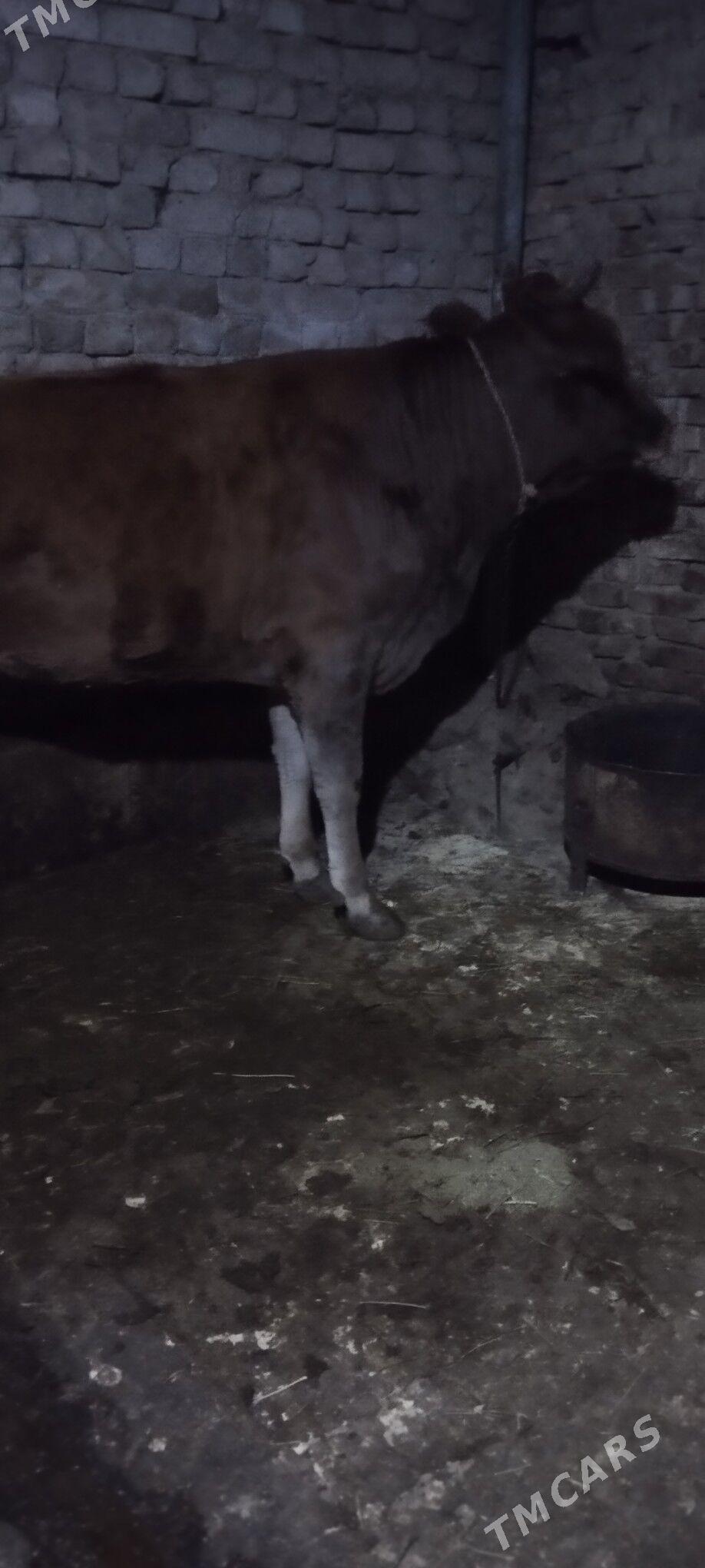 Baklan tuve - Aşgabat - img 2