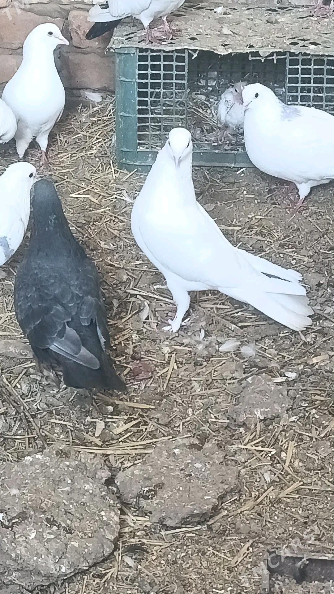 kepderi - Туркменабат - img 3