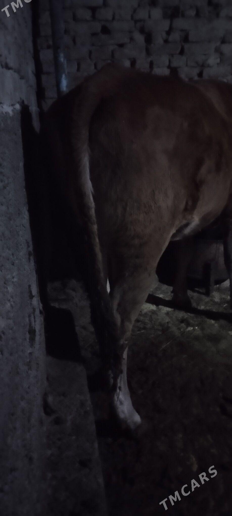 Baklan tuve - Aşgabat - img 3