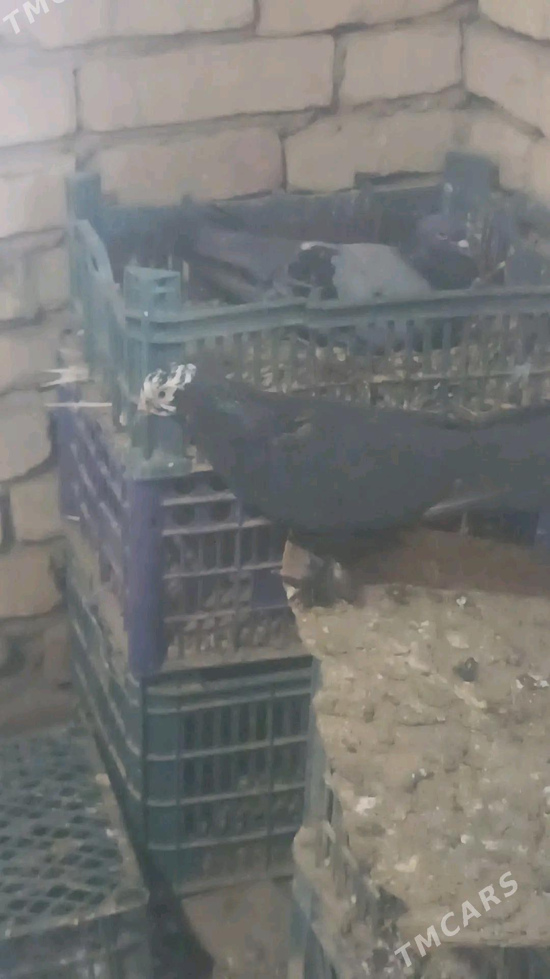 kepderi - Туркменабат - img 4