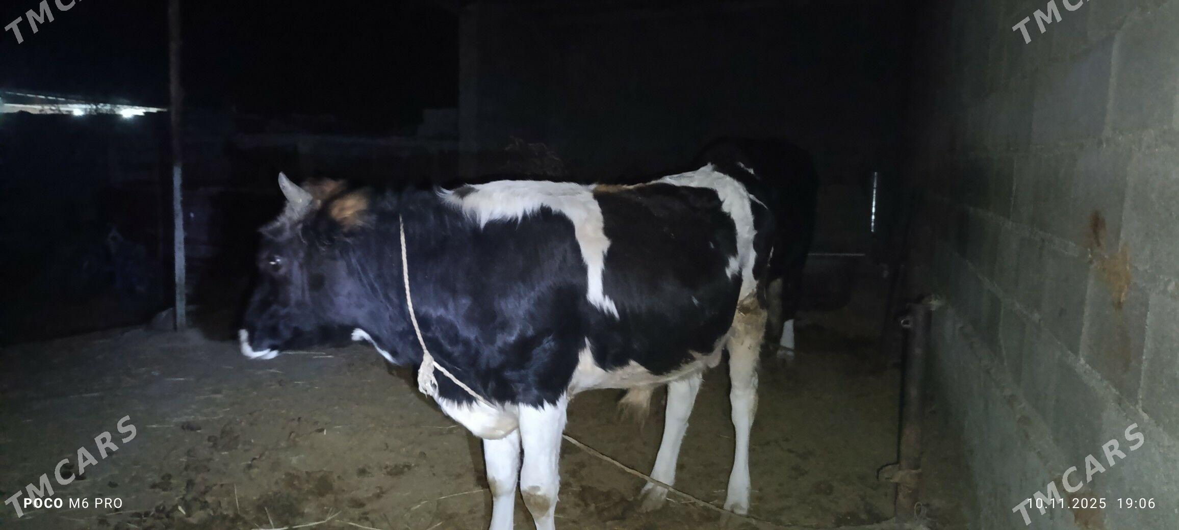 okuz - Бахарден - img 3