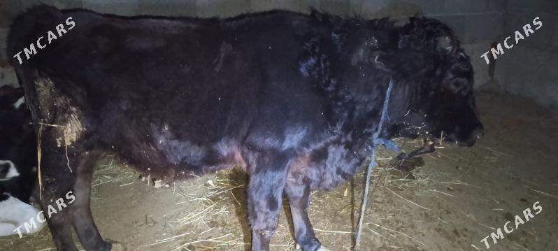 okuz - Бахарден - img 5