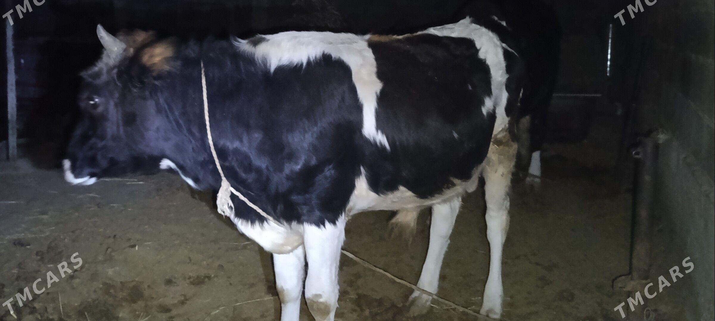 okuz - Бахарден - img 4