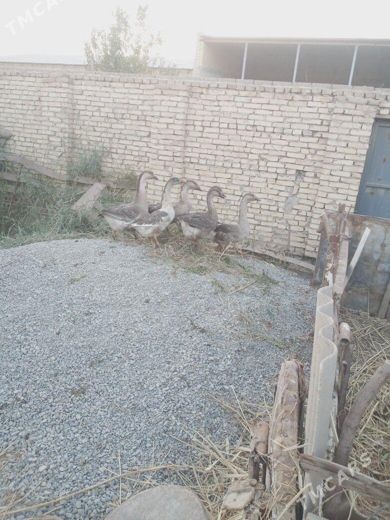 верхкиркинка дача гуси - Туркменабат - img 3