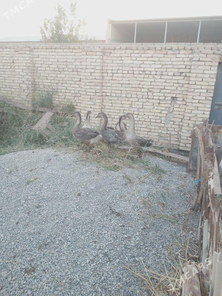 верхкиркинка дача гуси - Туркменабат - img 2