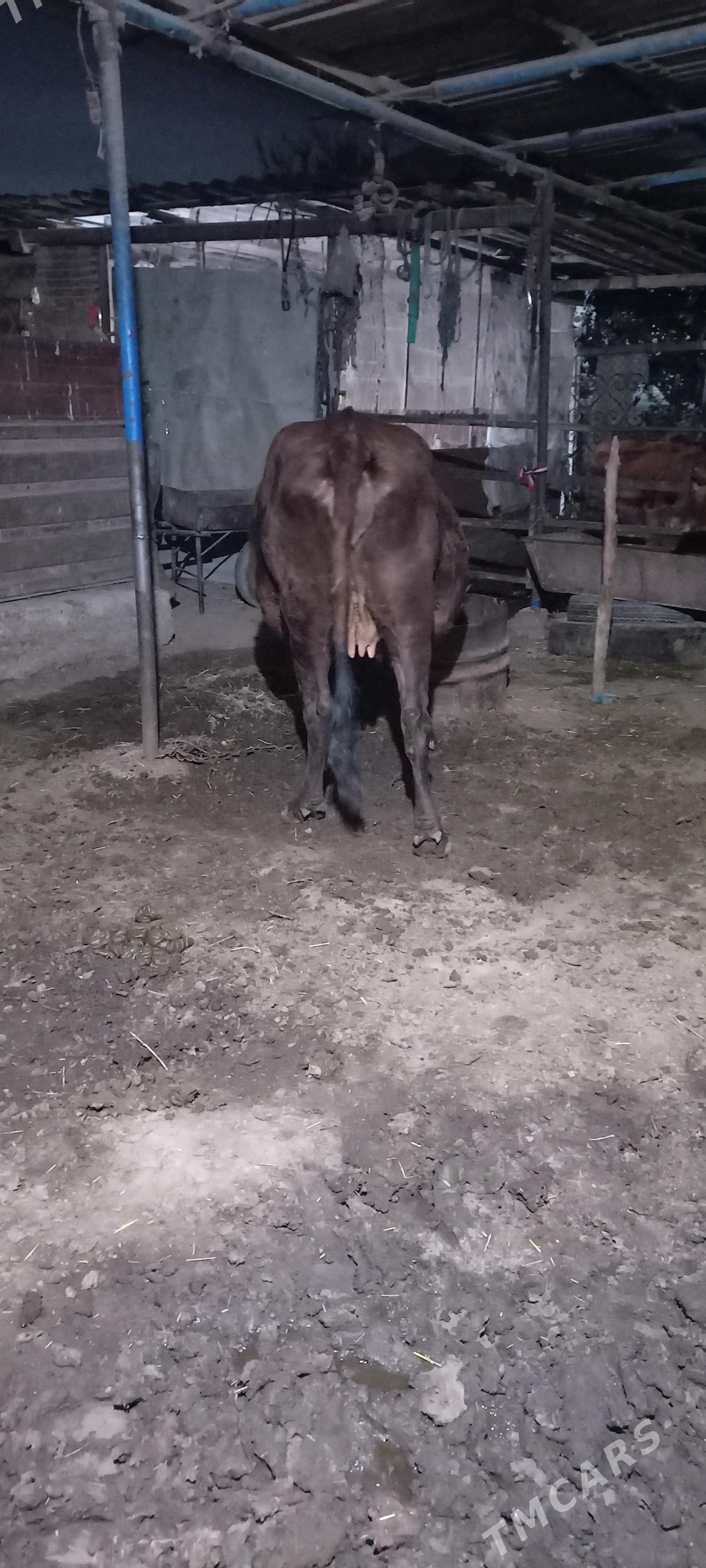 sygyr - Мары - img 2