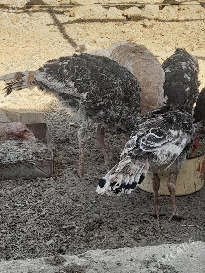 Induk - Гёкдепе - img 3