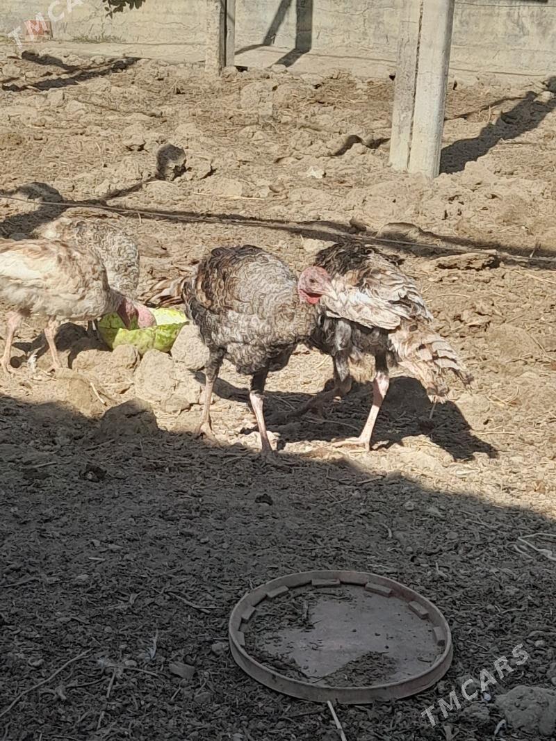 Induk - Гёкдепе - img 2