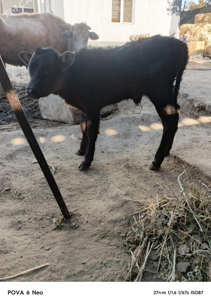 tuwe - Aşgabat - img 3