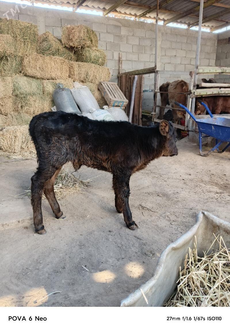 tuwe - Aşgabat - img 2