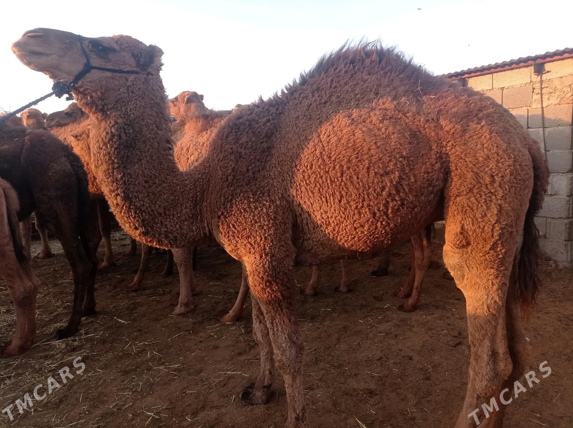 dulic ogsik - Bäherden - img 2