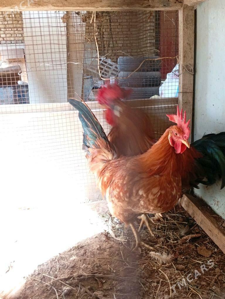 Yasajyk towuk horazlar - Векильбазар - img 2