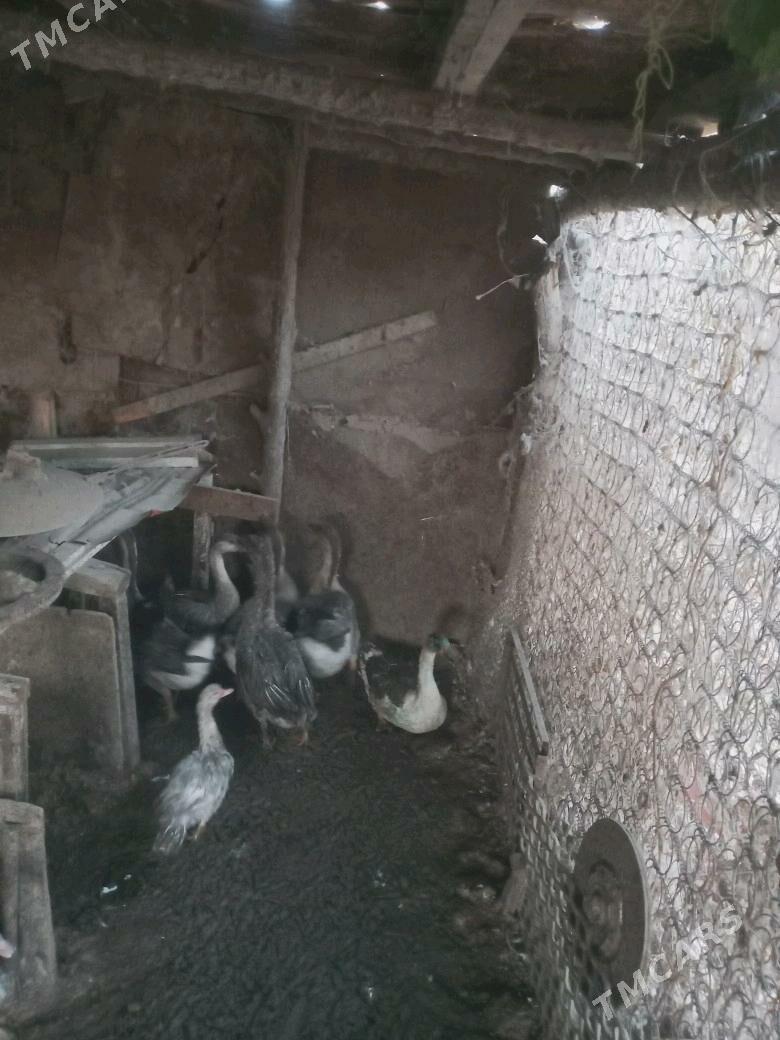 верхкиркинка дача гуси - Туркменабат - img 4