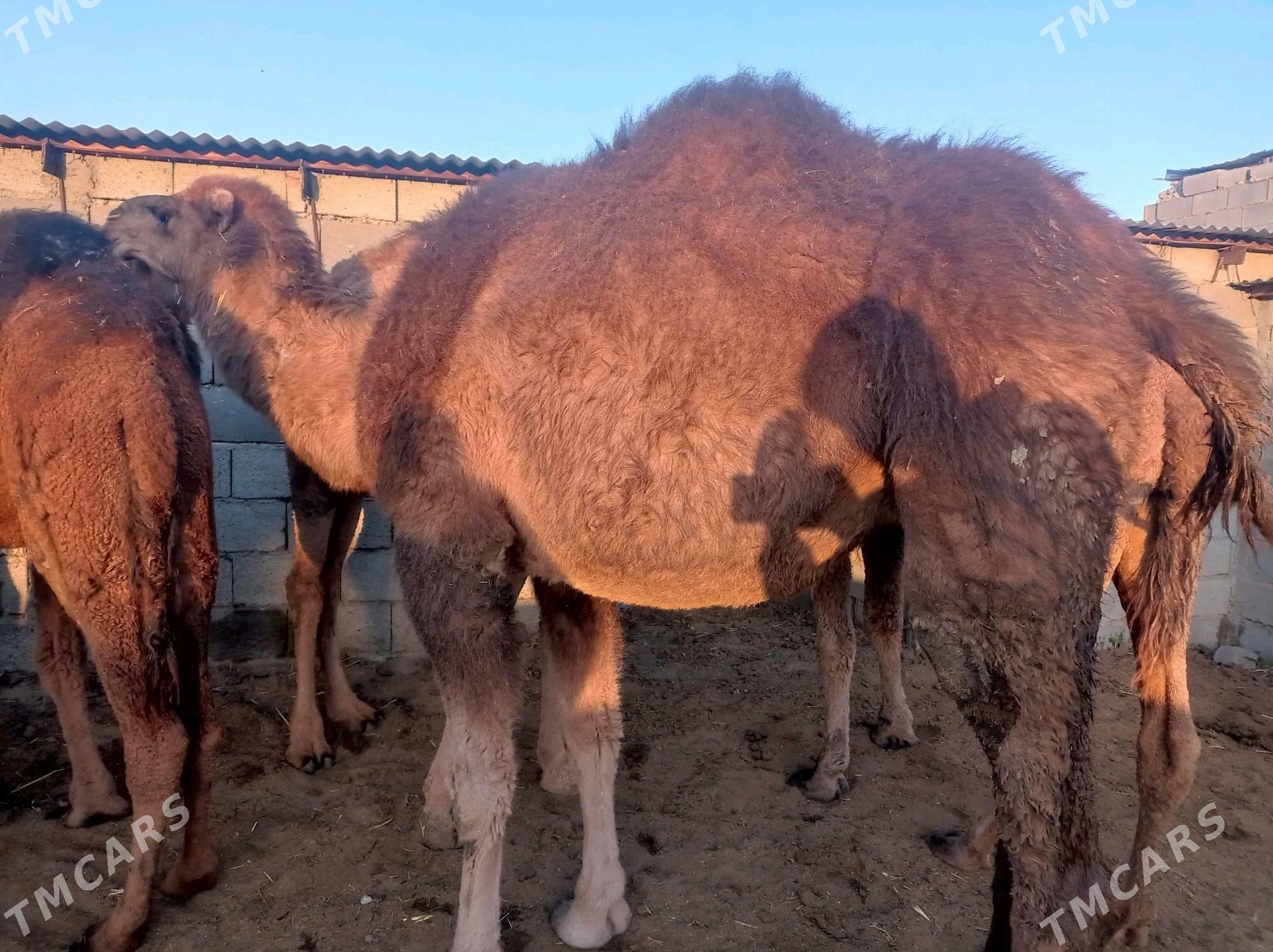 dulic ogsik - Bäherden - img 6