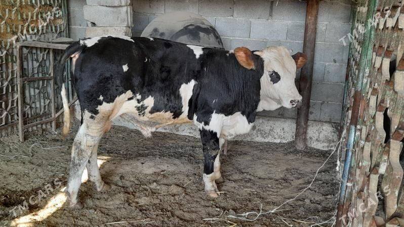 Okuz - Ак-Бугдайский этрап - img 2