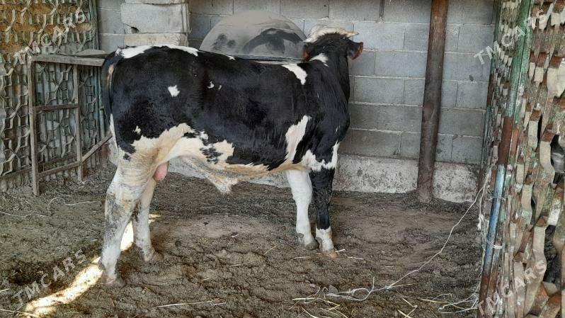 Okuz - Ак-Бугдайский этрап - img 4