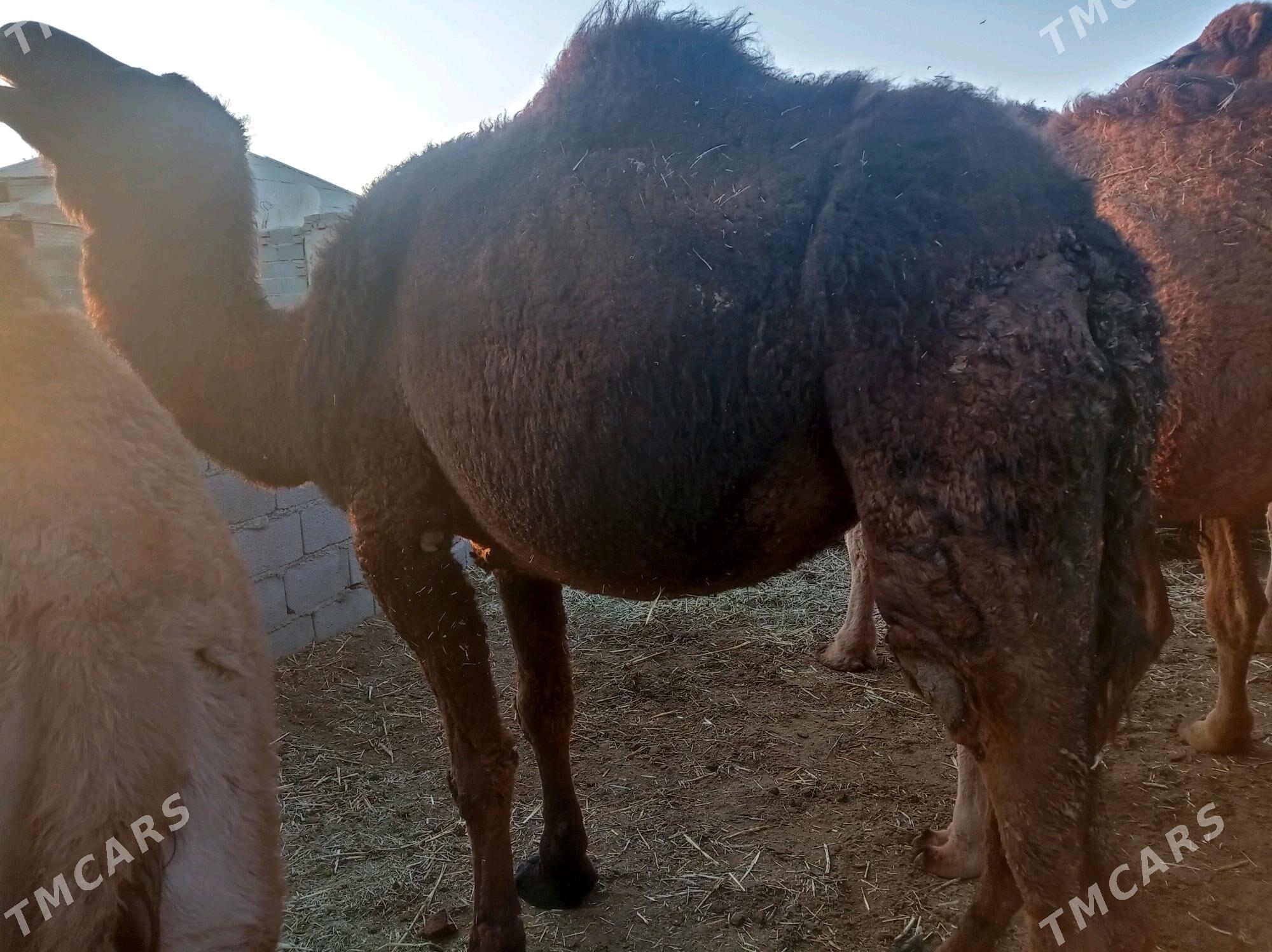 dulic ogsik - Bäherden - img 5