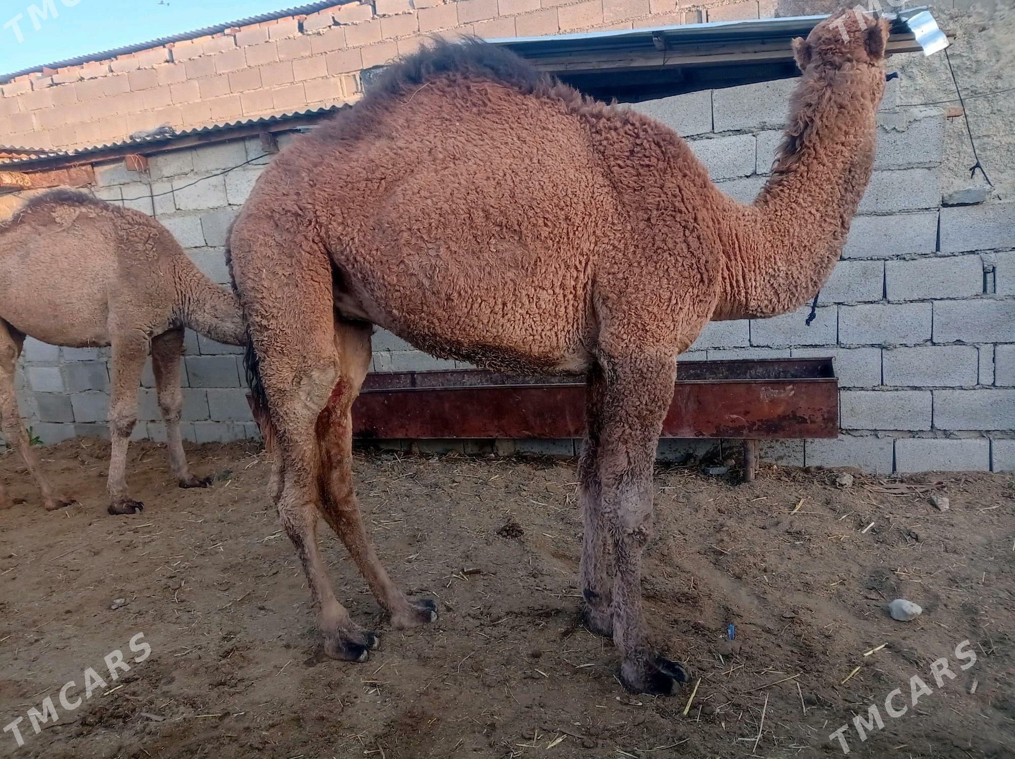 dulic ogsik - Bäherden - img 3