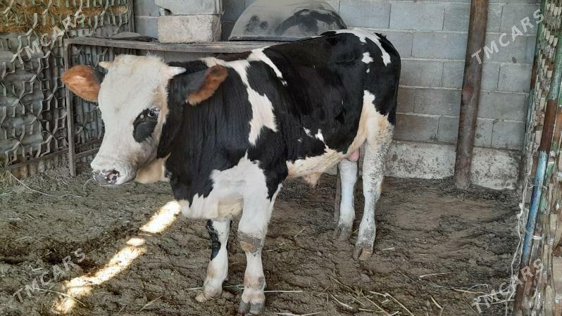 Okuz - Ак-Бугдайский этрап - img 3