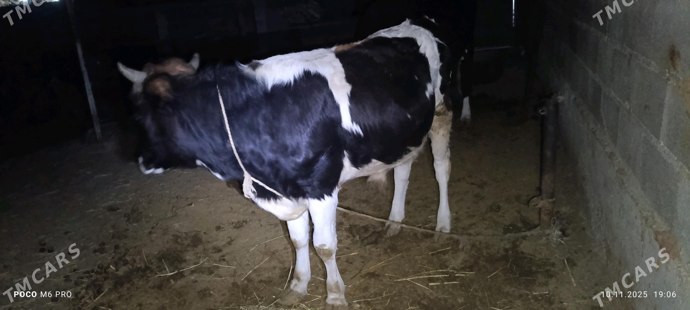 okuz - Бахарден - img 2