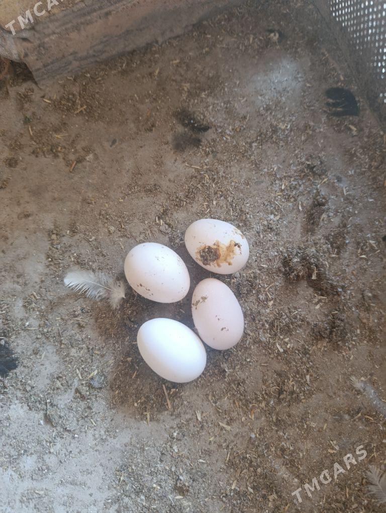 towuklar we horazlar - Сакар - img 8