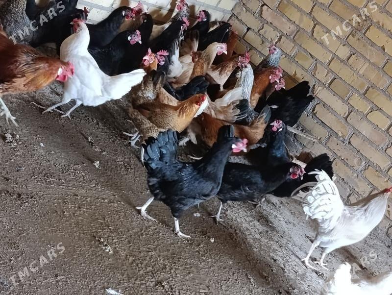 towuklar we horazlar - Сакар - img 3