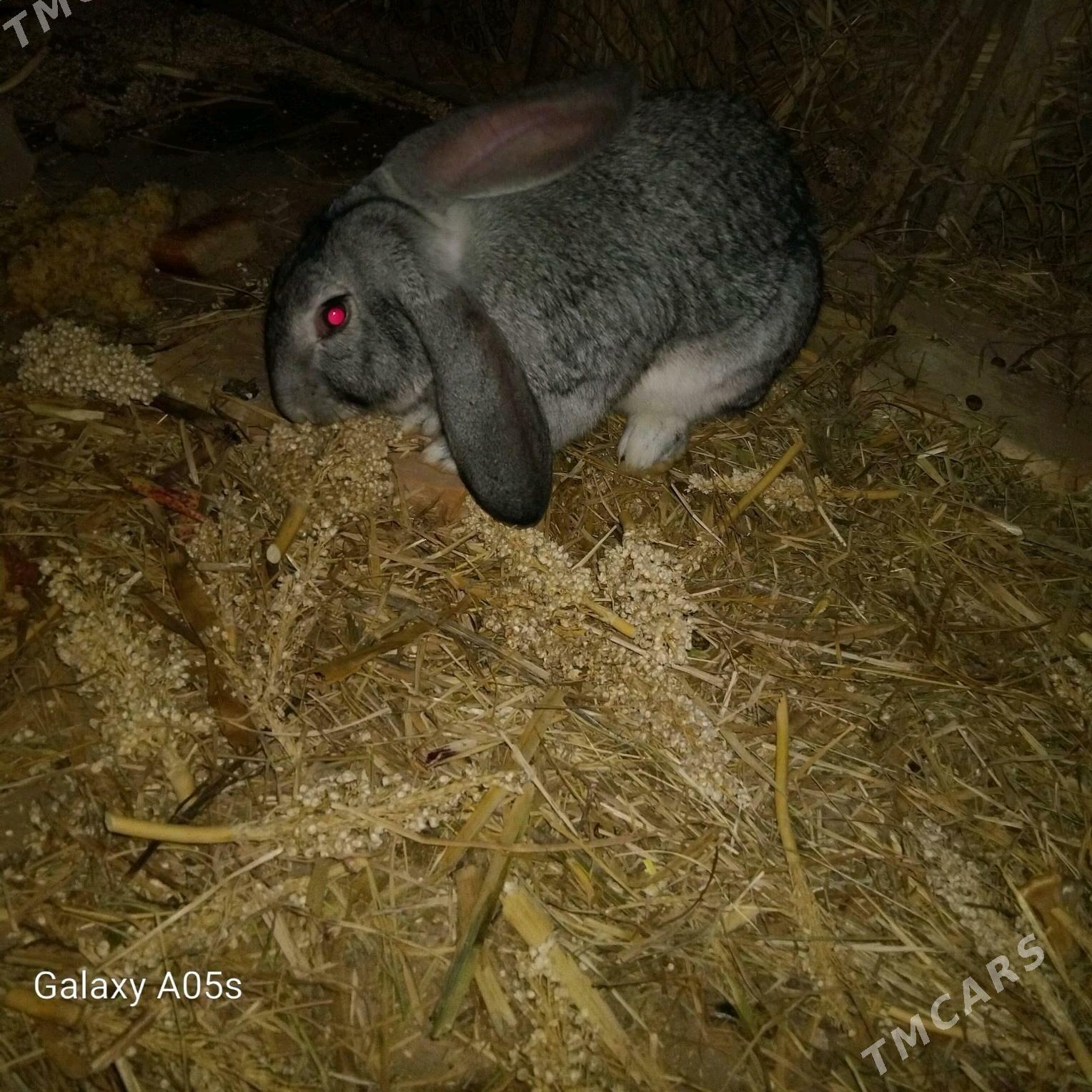 Towşan - Шабатский этрап - img 2