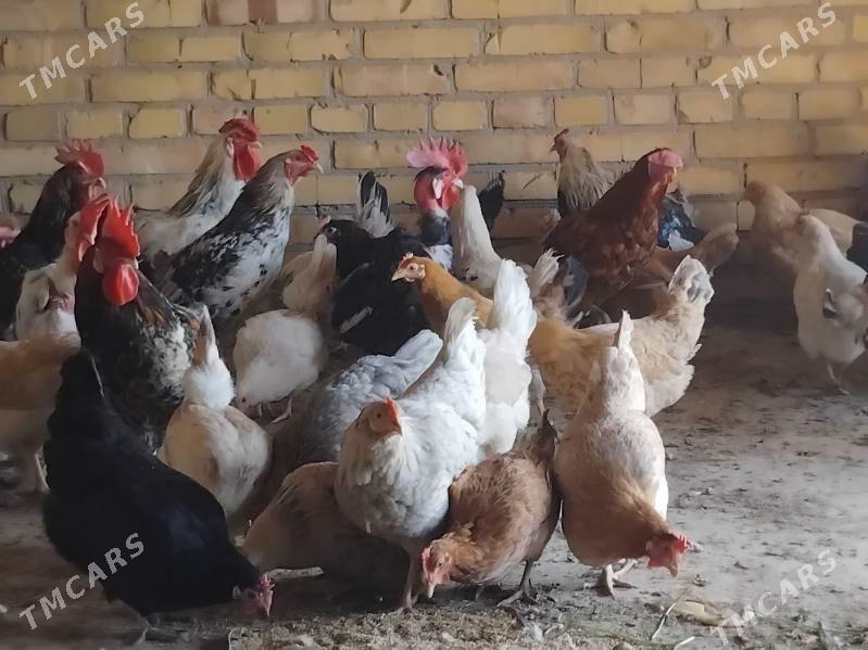 towuklar we horazlar - Сакар - img 6