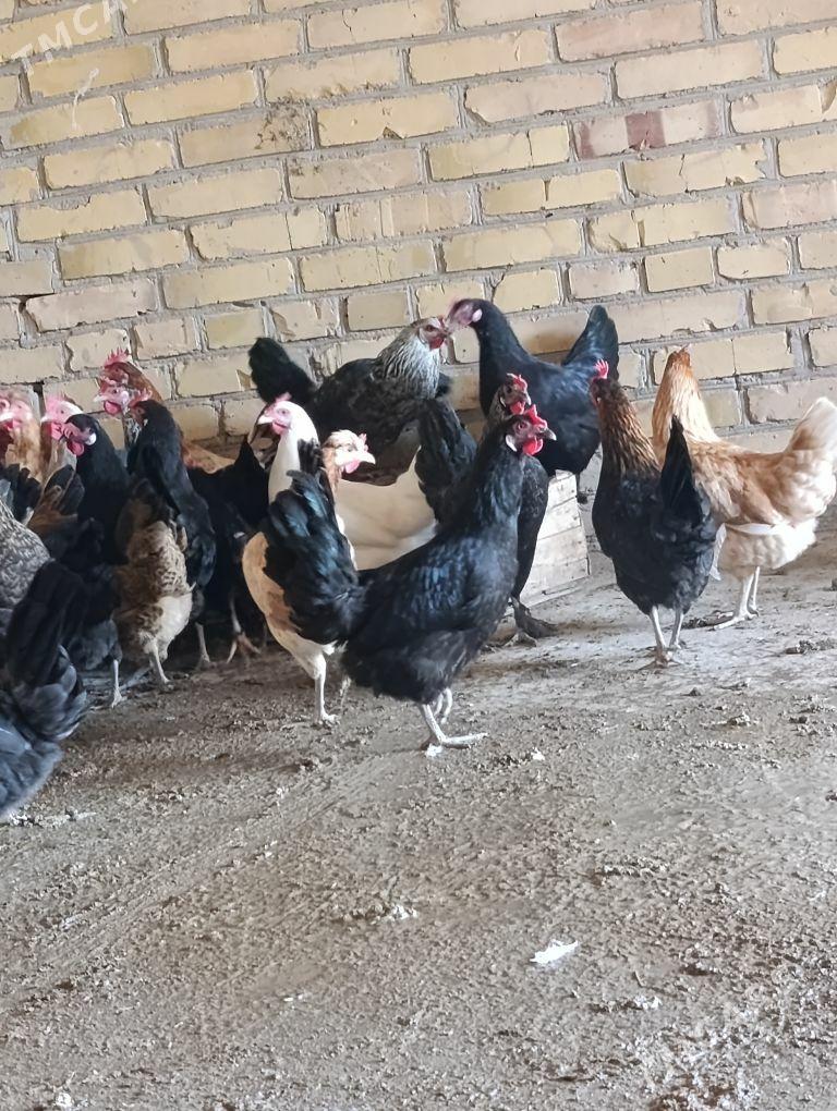 towuklar we horazlar - Сакар - img 4