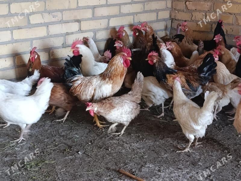 towuklar we horazlar - Сакар - img 7