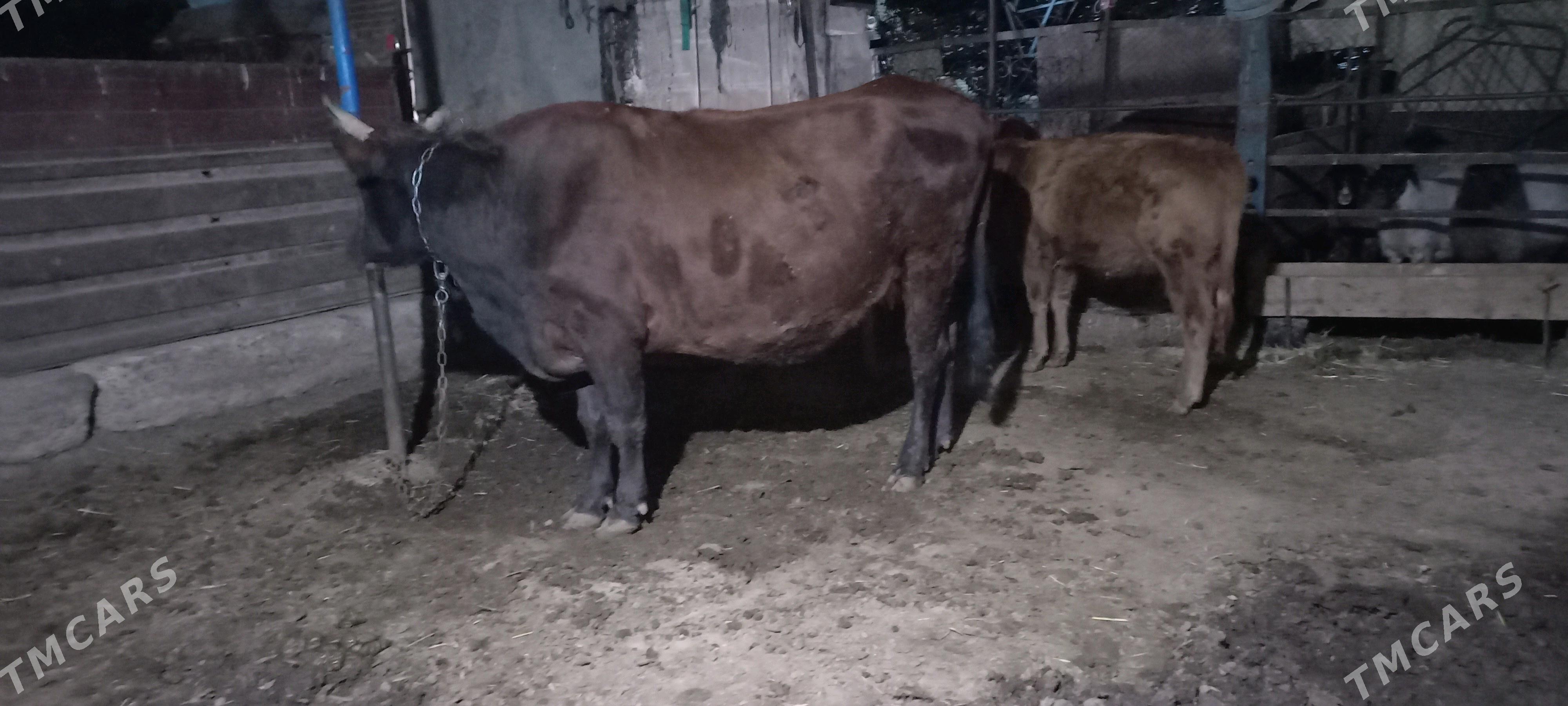 sygyr - Мары - img 3