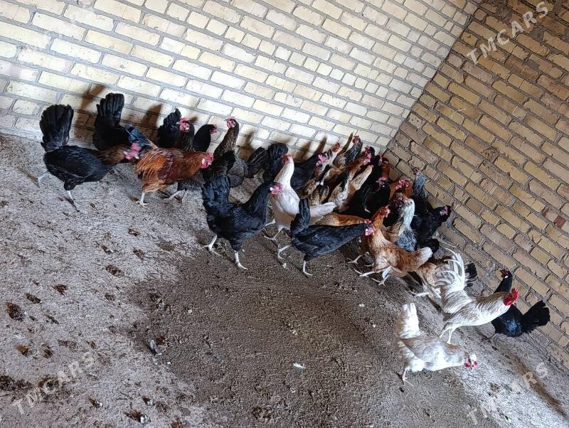 towuklar we horazlar - Сакар - img 2