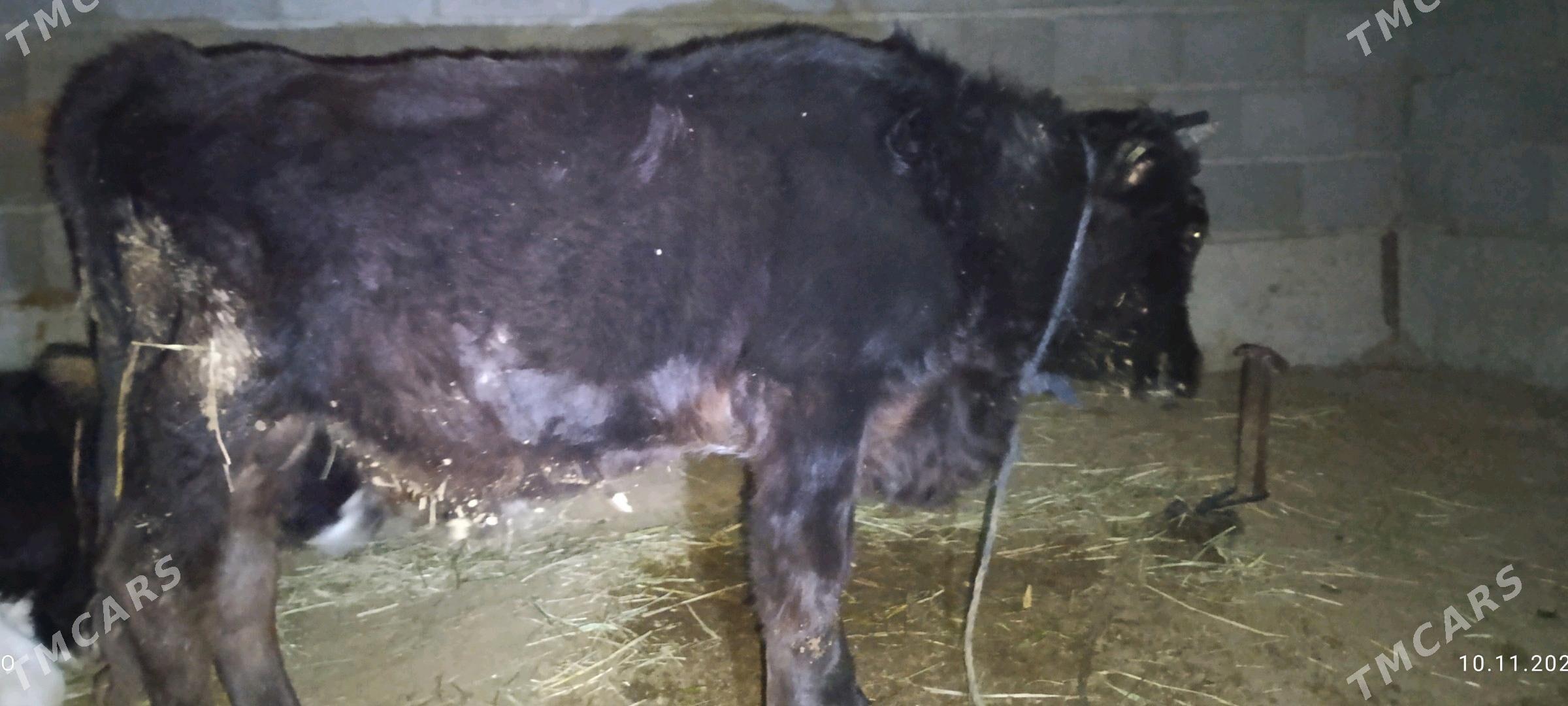 okuz - Бахарден - img 6