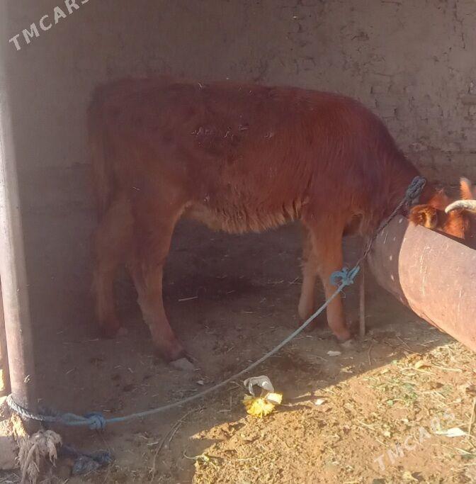 gole gulajyn - Baýramaly - img 2